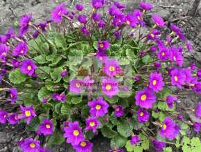 Продам участок Саратов, Волжский&nbsp;р-н., ул&nbsp;Камчатская 578812